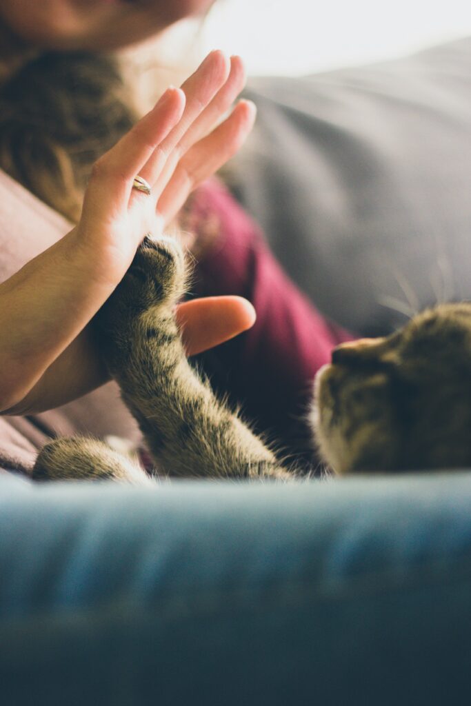 タッチする子猫